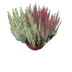 Calluna Beauty-Ladies DUO Bowls P23/5L
(1 Plants/Order)(23cmP 35cmH)