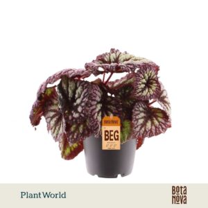Begonia Rex rex Fireworks
(8 Plants/Order)(12cmP 25cmH)