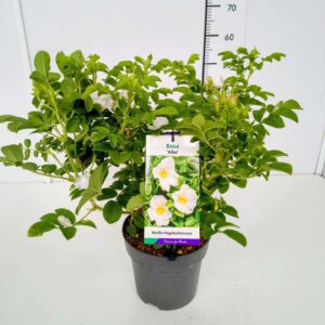 Rosa rugosa Alba Rosa rugosa 'Alba' 50-60C5
(1 Plants/Order)(23cmP 60cmH)