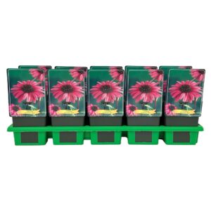 Echinacea purpurea Red' P11
(10 Plants/Order)(11cmP 25cmH)