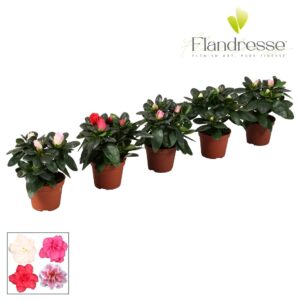 Rhododendron Azalea Flandresse® 'gemengd' baby
(20 Plants/Order)(6cmP 10cmH)