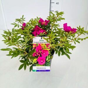 Rosa mixed Rosa 'Strandperle Amrum' PBR EtiketC1.5
(1 Plants/Order)(14cmP 30cmH)