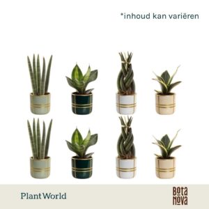 Indoor plants gem. green 4 Types Sansevieria mix in Pot Lauri
(15 Plants/Order)(6cmP 10cmH)