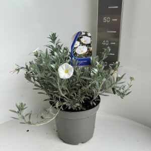 Convolvulus cneorum
(1 Plants/Order)(23cmP 35cmH)