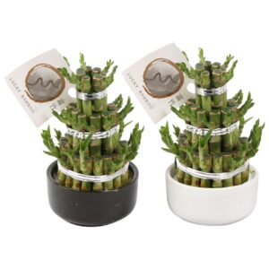 Dracaena Dracaena sanderiana Lucky Lucky Bamboo Round 3 Small in ø10cm Black and White Pot
(8 Plants/Order)(10cmP 18cmH)