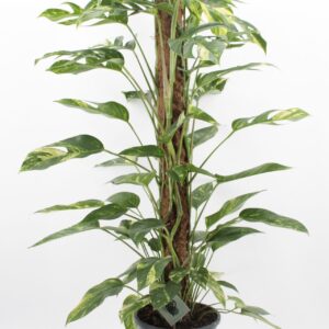 Epipremnum pinnatum Epipremnum Golden Flame
(1 Plants/Order)(24cmP 125cmH)