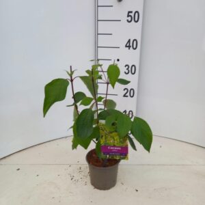 Cornus alba Kesselringii
(10 Plants/Order)(12cmP 30cmH)