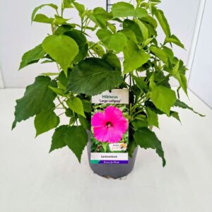 Hibiscus Hibiscus mosch. 'Large Lollipop' 40-50C5
(1 Plants/Order)(23cmP 60cmH)