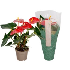 Anthurium (Andreanum Grp) Aroha Anthurium Aroha " Just perfection® (XL-Flowers)
(12 Plants/Order)(9cmP 25cmH)