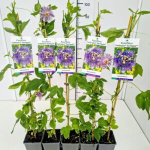 Passiflora Passiflora inc. Cooltropics® 'Eia Popeia' 80CMC2
(10 Plants/Order)(17cmP 100cmH)