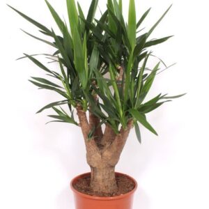Yucca elephantipes 3+ armen
(1 Plants/Order)(30cmP 120cmH)
