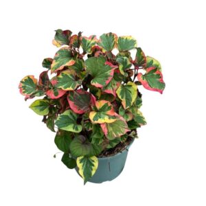 Houttuynia corda Cort. 'Chameleon'
(1 Plants/Order)(17cmP 30cmH)