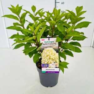 Hydrangea paniculata Hydrangea pan. 'Skyfall' 40-50C3
(1 Plants/Order)(19cmP 60cmH)