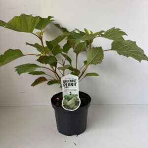 Hydrangea quercifolia Harmony'
(1 Plants/Order)(19cmP 55cmH)