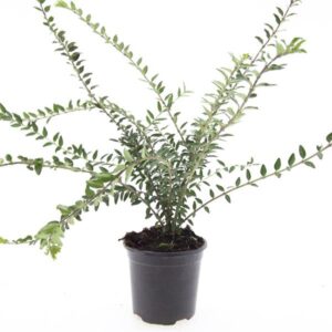 Lonicera pileata
(8 Plants/Order)(14cmP 10cmH)