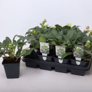 Helleborus sternii
(12 Plants/Order)(9cmP 15cmH)