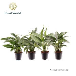 Aglaonema mixed Aglaonema mixed (Decorum) (14 Plants/Order)(12cmP 35cmH)