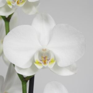 Phalaenopsis Pure Silk 2-tak 70cm (GROEN)
(10 Plants/Order)(12cmP 70cmH)