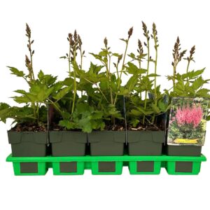 Astilbe chinensis Visions in Pink
(10 Plants/Order)(11cmP 25cmH)