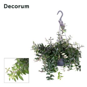 Aeschynanthus Caroline Aeschynanthus Caroline (6 Plants/Order)(17cmP 40cmH)
