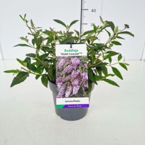 Buddleja Buddleja dav. 'Violet Cascade' C3
(1 Plants/Order)(17cmP 30cmH)