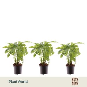 Monstera obliqua Monkey Leaf Monkey Leaf 7 cm
(16 Plants/Order)(7cmP 20cmH)