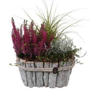 Arrangementen PTHO7666 Arrangement Autumn Outdoor in houten bak
(4 Plants/Order)(23cmP 31cmH)