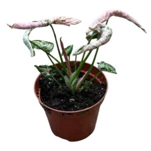 Syngonium Pink Rolli
(14 Plants/Order)(8cmP 10cmH)