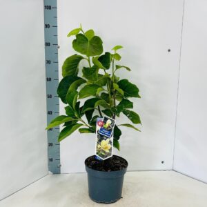 Magnolia Yellow Lantern
(1 Plants/Order)(23cmP 80cmH)