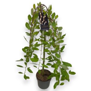 Salix caprea Kilmarnock 60cm stam packing C3/P19
(3 Plants/Order)(19cmP 90cmH)
