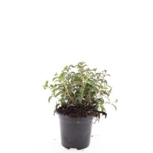 Fuchsia Madame Cornelissen  
(8 Plants/Order)(14cmP 15cmH)