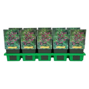 Geranium sanguineum Samobor P11
(10 Plants/Order)(11cmP 25cmH)