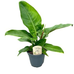 Philodendron Imperial Green
(6 Plants/Order)(17cmP 55cmH)