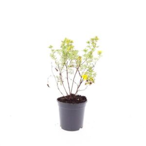 Potentilla Goldfinger f.
(8 Plants/Order)(14cmP 10cmH)