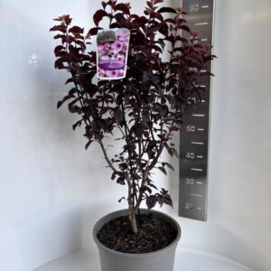 Prunus cerasifera Nigra
(1 Plants/Order)(29cmP 90cmH)