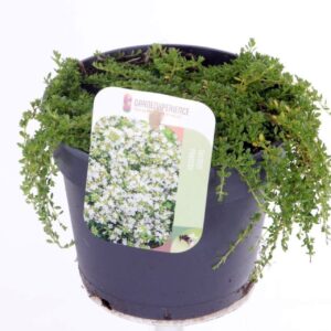 Thymus praecox Albiflorus
(8 Plants/Order)(13cmP 20cmH)