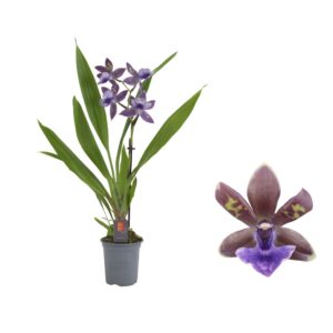 Zygopetalum Impasto Blue Inca 1 spike 9cm
(12 Plants/Order)(9cmP 30cmH)