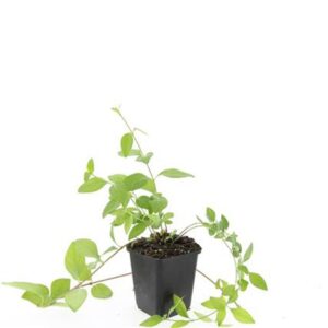Bodembedekkers Vinca MAJOR 'Alba'
(12 Plants/Order)(9cmP 5cmH)