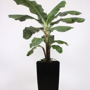 Musa Dwarf Cavendish "in Piza Pot ""antraciet"""
(1 Plants/Order)(40cmP 200cmH)