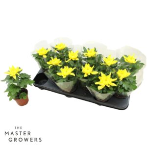 Chrysanthemum Cosmo Yellow Deco dark yellow 9cm 1pp
(12 Plants/Order)(9cmP 15cmH)
