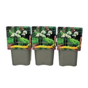 Agapanthus africanus Albus Agapanthus 'Albus' C5 (1 Plants/Order)(21cmP 35cmH)