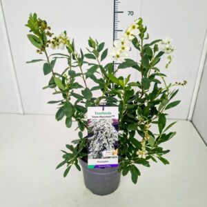 Exochorda racemosa Exochorda r. 'Snow Mountain' 50-60C5
(1 Plants/Order)(23cmP 70cmH)