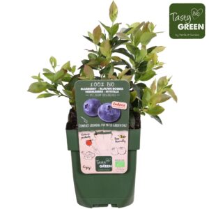 Vaccinium corymbosum Sunshine Blue Bio P13
(10 Plants/Order)(13cmP 30cmH)