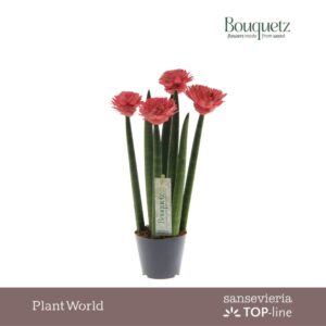 Sansevieria Cylindrica Sansevieria TOP-line Bouquetz Red P8,5
(6 Plants/Order)(8.5cmP 35cmH)