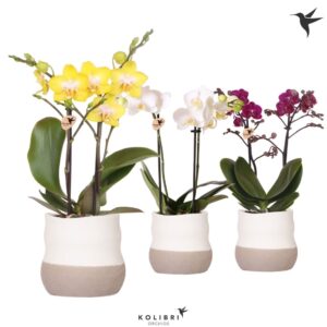 Phalaenopsis mixed 2 spike in Imperfect Bag Pot
(6 Plants/Order)(9cmP 40cmH)