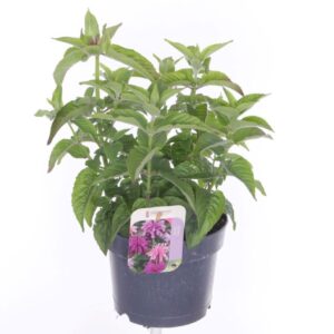Monarda didyma Balmy Pink
(6 Plants/Order)(17cmP 40cmH)
