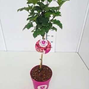 Rubus idaeus Rubus idaeus 'Raspbeary'™ 50CMSTC4.6
(1 Plants/Order)(22cmP 70cmH)