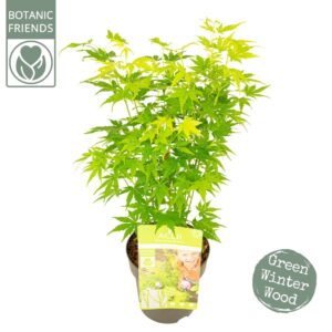 Acer palmatum Going Green'®
(6 Plants/Order)(15cmP 50cmH)