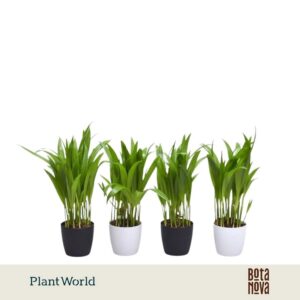 Chrysalidocarpus Dypsis lutescens (Areca) 7 cm in Sara Black White
(16 Plants/Order)(7cmP 35cmH)