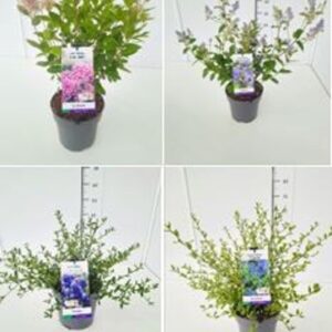 Ceanothus Ceanothus mix 40-50C5
(1 Plants/Order)(23cmP 60cmH)